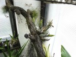 Tillandsia.jpg