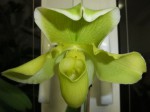 45_Paphiopedilum_velký amer.hybrid_0211_DSCF4511a.jpg