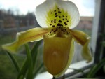 paphiopedilum exul.jpg