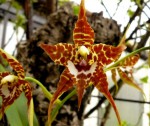 Odontoglossum cordatum.jpg