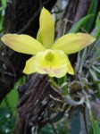 Brassavola Little Star 2.jpg