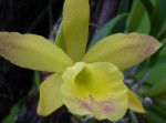 Brassavola Little Star 3.jpg