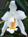 Coelogyne cristata 1.jpg