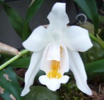 Coelogyne cristata 2.jpg