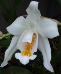 Coelogyne cristata 3.jpg