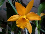 Blc. Orange Nugget.jpg