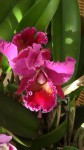 Cattleya purple.JPG