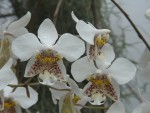 phalaenopsis stuartianum.JPG