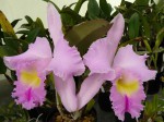 Blc.Pamela Hetherington Coronation, FCCAOS.1.JPG