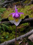 Calypso bulbosa.jpg