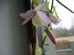 dendrobium perardii.jpg