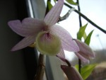 dendrobium pierardii..jpg