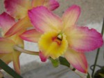 Dendrobium Oriental Smile  Fantasy AD-AOS.JPG