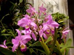 C. Portia.jpg
