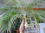 Phoenix canariensis.JPG