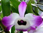 Dendrobium nobile.jpg