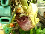 Coryanthes macrantha.jpg