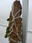 C. aclandyae-kořeny.JPG