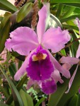 cattleya warscewiczii v. sanderana.JPG