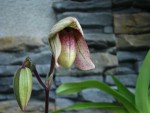 paph.jpg