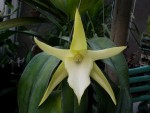 Angraecum sequipedale..jpg