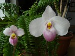 Phrag. schlimii a Paph. delenatii.JPG