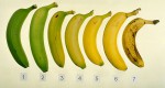 banana_ripeningchart.jpg