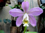 Cattleya loddigesii.jpg