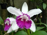 Cattleya intermedia var. orlata.jpg