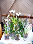 orchidejovy stul se stojankem.jpg