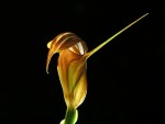 6882_Pterostylis_hybrid.JPG