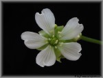 dionaea08.jpg