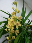 11 cymbidium1.jpg