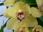 11 cymbidium2.jpg