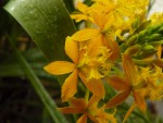 Epidendrum stamfordianum.jpg