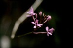 Epidendrum ibaguense.JPG