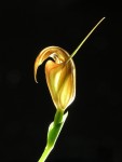 6883_Pterostylis_hybrid.JPG