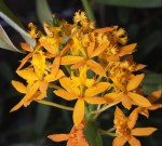 Epidendrum Butterbol.jpg