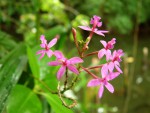 026_Orchid (Epidendrum) -Grand Etang- crater lake_jpg.jpg