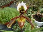 Paph. villosum.JPG