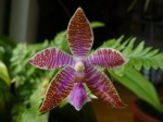 Phal. lueddemaniana boxallii var. Quezon.JPG