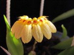 bulb.auratum.JPG