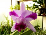 Cattleya intemedia aquinii.jpg