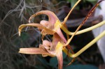 Bulb. lobii.JPG