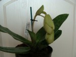 Paphiopedilum bellatum x emersonii.jpg