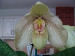 rozkvitnuté Paphiopedilum1.jpg