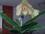 rozkvitnuté Paphiopedilum2.jpg