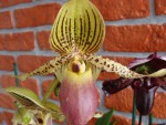 Paphiopedilum 3.jpg