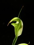 6893_Pterostylis_obtusa.JPG