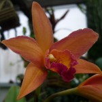 Cattleya .hybr 11.jpg